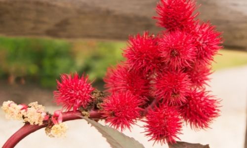 huile de Ricin pour cheveux crépus - Tamelia Beauty Shop